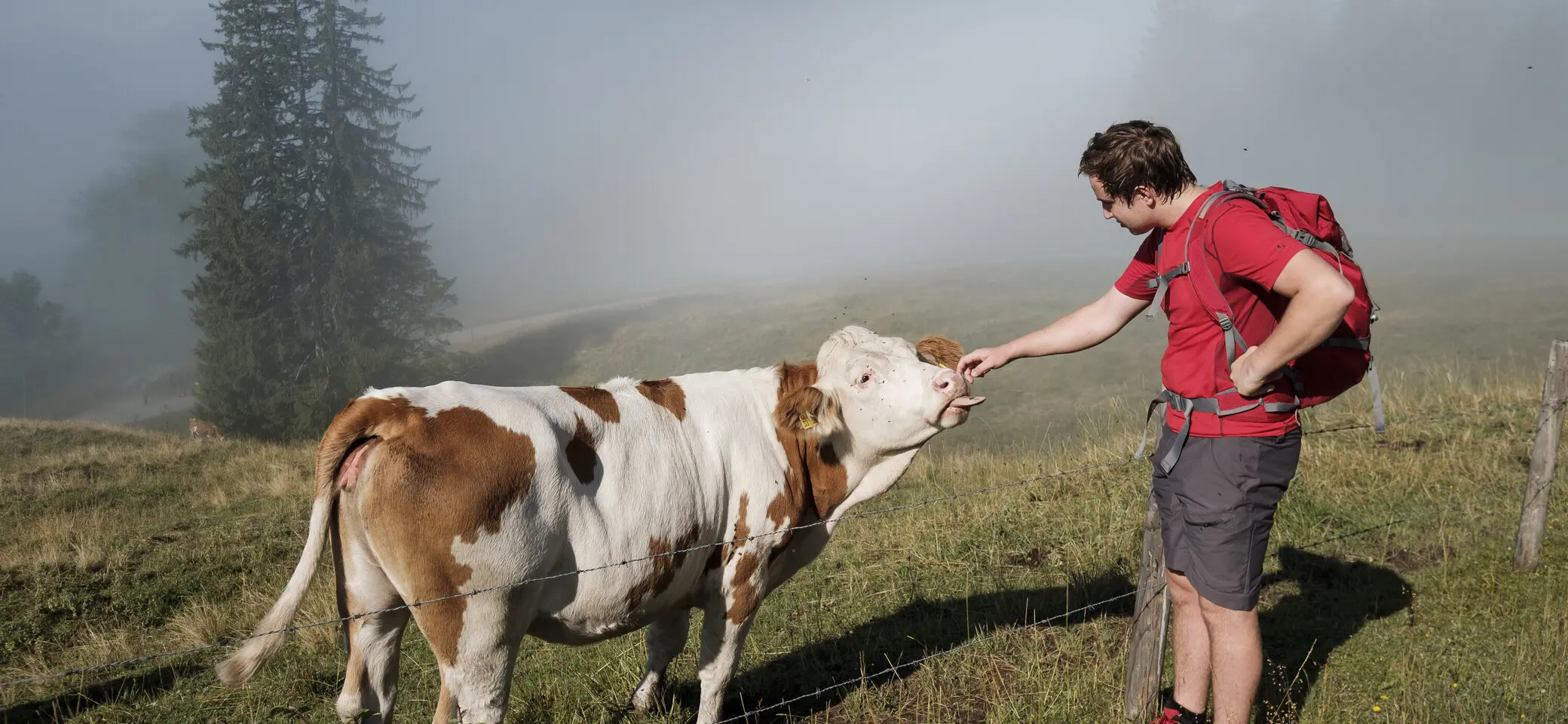 Ein Mann streichelt eine Kuh | © DAV/Hans Herbig